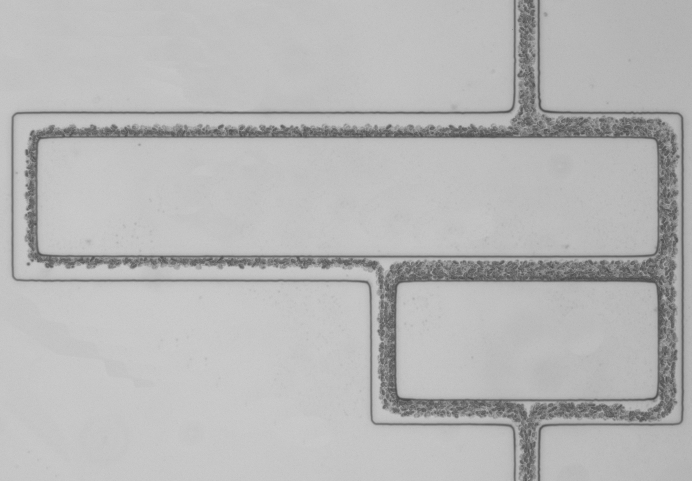 Modélisation du réseau capillaire