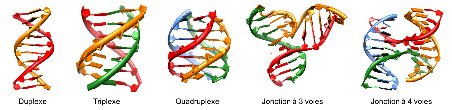 Quadruplexes D Adn Les Nouvelles Stars De La Genetique Cnrs Le Journal