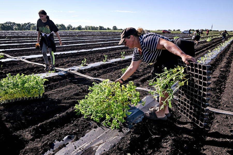 Des ouvrières agricoles travaillent dans les champs.