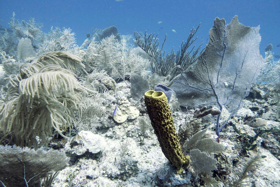 Vue sous l'eau de coraux blanchis (récif de la barrière de corail mésoaméricaine)