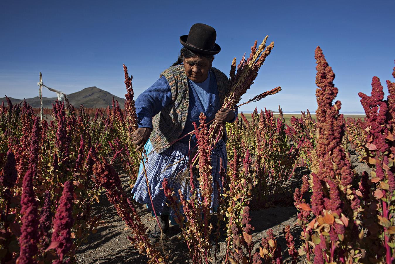 Culture de quinoa en Bolivie