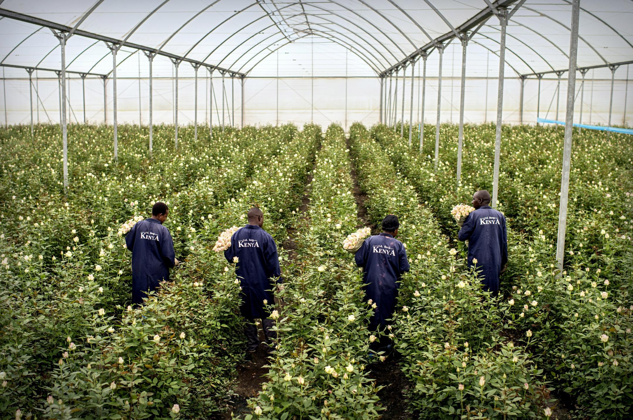 Où Est Passé Le Parfum Des Roses? | CNRS Le Journal