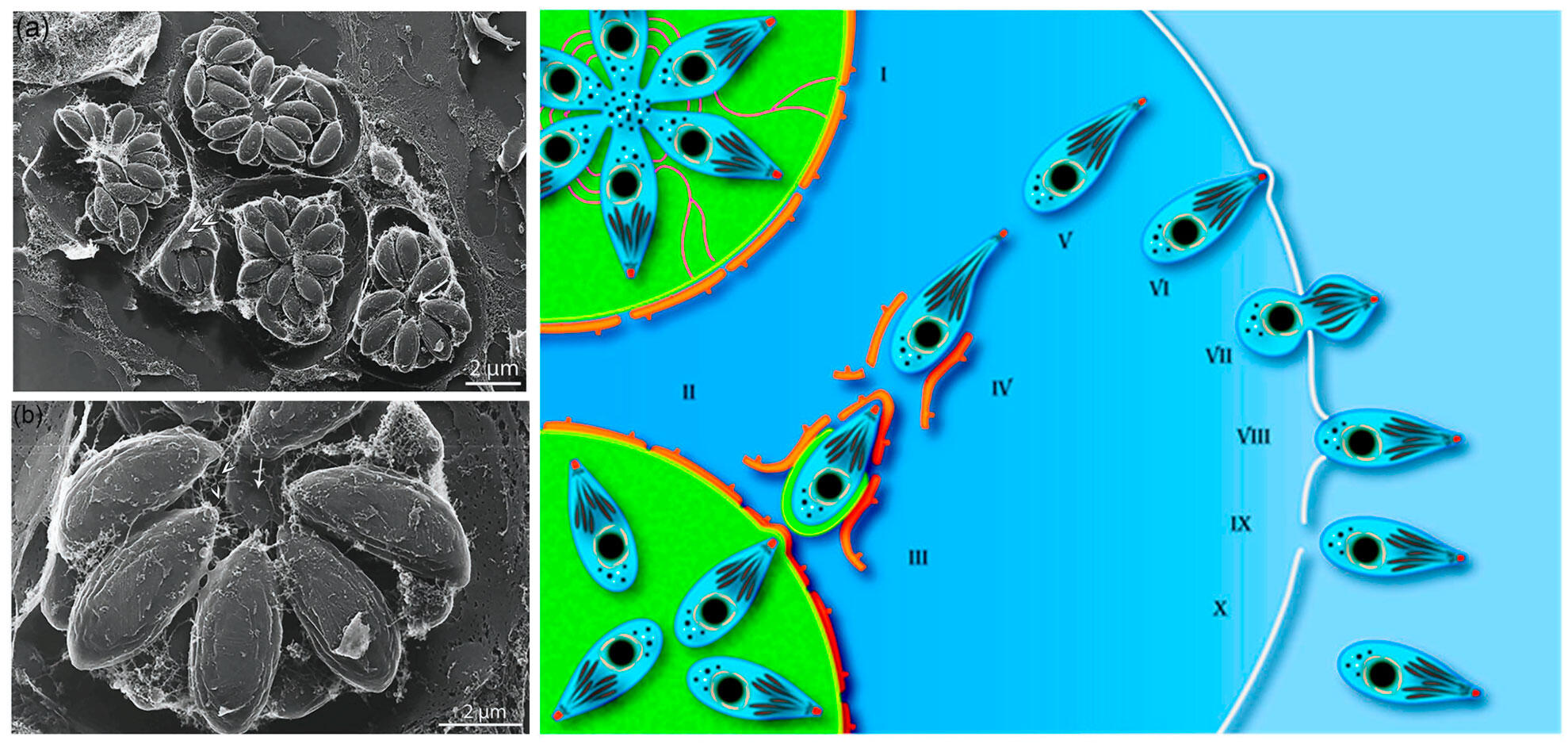 Les rosettes dans les vacuoles vu au microscope électronique à balayage et illustration de la libération des parasites