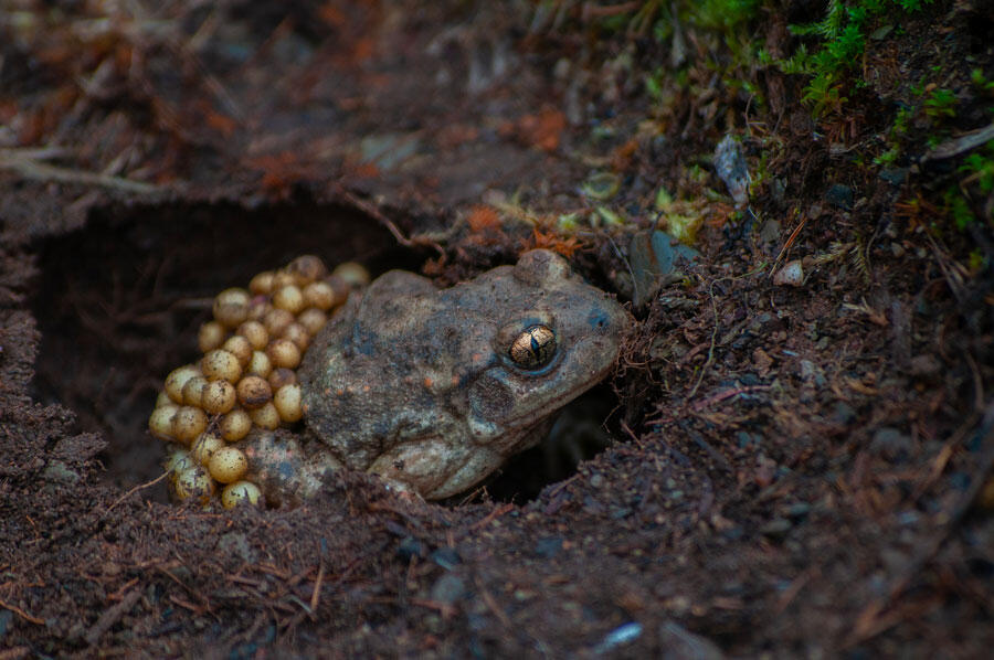 un crapaud sage-femme mâle portant les oeufs