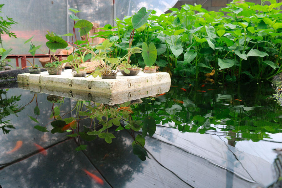 Système aquaponique, où l'on voit des poissons et des plantes potagères