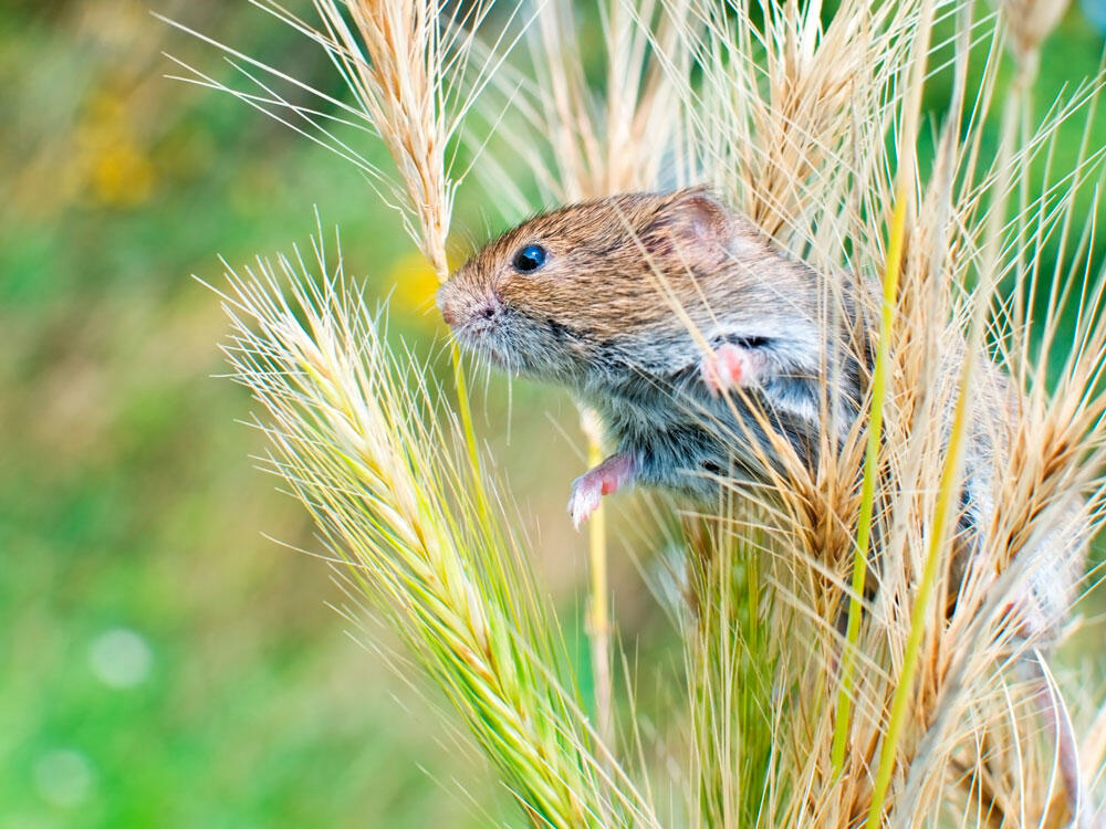 Petr Pavluvcik / Shutterstock