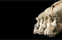 Crânes d'hominines provenant du site de Sima de los Huesos (Espagne), où des milliers d'os et de fragments d'os ont été exhumés depuis sa découverte en 1984.
