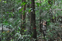 Nouragues © Claude Delhaye / CNRS Images