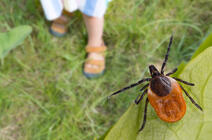 Une tique Ixodes ricinus sur une feuille semble menacer de sauter sur les pieds d’un enfant