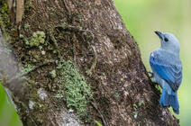 ©Fabrice MONNA / Biogéosciences-Dijon / CNRS Images Tangara évêque, Thraupis episcopus