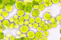 Microalgues © Ekky / stock.adobe.com