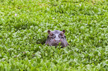 hippopotame dans les jacinthes d’eau 