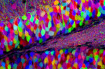 © Image by Tamily Weissman. The Brainbow mouse was produced by Jean Livet, Joshua Sanes and Jeff Lichtman. 