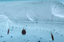 ©Miyu Productions – Ecce Films – Umedia Production – ARTE France Cinéma – CNRS - 2025 / réal. Momoko Seto photogramme montrant les 4 graines de pissenlit en quête d’aventures