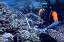 Plongeur qui étudie des coraux