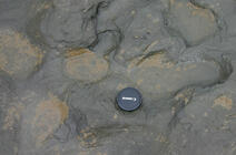 Empreintes de pas humaines datées d'environ 800 000 ans découvertes à Happisburg (Royaume-Uni). 