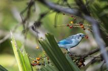 Petit oiseau bleu dans une forêt tropicale
