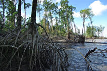 mangrove en Guyane © François Fromard / ECOLAB / CNRS Images
