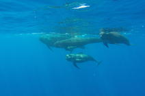 Groupe de globicéphales nageant sous l'eau