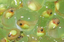 © AmericanWildlife / iStockphoto.com