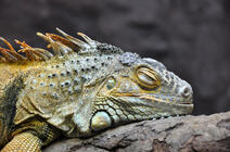 Un iguane assoupi 
