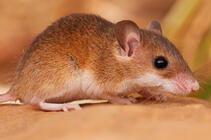 Souris naine d'Afrique © Quentin Martinez