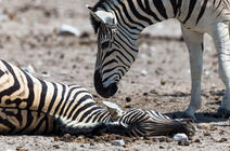 ©Christophe Courteau / Naturepl.fr / EB Photo Un mâle zèbre de Burchell tente de « réveiller » une femelle morte lors de la mise bas, en Namibie