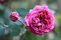 Rosa borboniana
