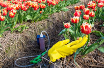 champ de tulipes traité, Pays-Bas © Fokke Baarssen / shutterstock.com