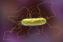 ©Kateryna Kon / Shutterstock.com