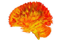 cartographie des mitochondries dans le cerveau © Michel Thiebaut de Schotten, GIN-ISM