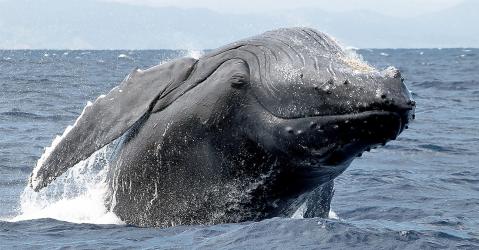 Une baleine à bosse