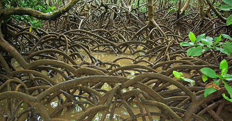 Mangrove de Mayotte