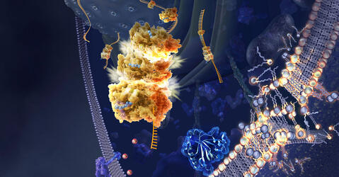Illustration de la ferroptose © Nicolle R. Fuller / Science Photo Library
