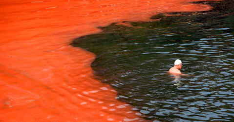 Un nageur arrêté par un bloom d’algues rouges (plage de Covelly, à Sydney, Australie) © William West / AFP
