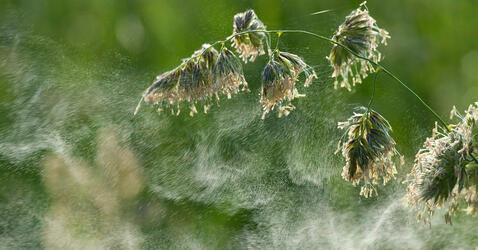 Le vent disperse le pollen de ce dactyle aggloméré © Jürgen Kottmann / stock.adobe.com