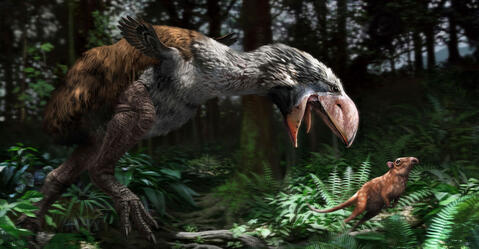 Gastornis gigantea  © Jaime Chirinos / SPL