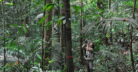 Nouragues © Claude Delhaye / CNRS Images