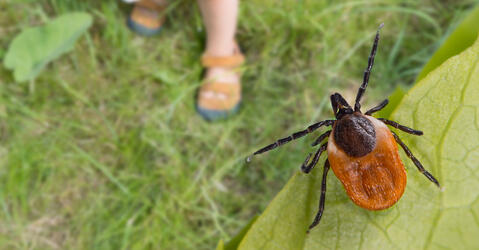 Une tique Ixodes ricinus sur une feuille semble menacer de sauter sur les pieds d’un enfant