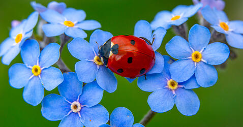 Une coccinelle 7 points sur des fleurs de myosotis