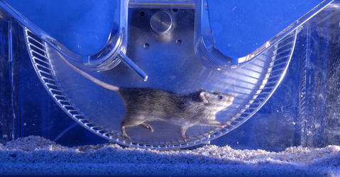 Expérimentation sur le rat.