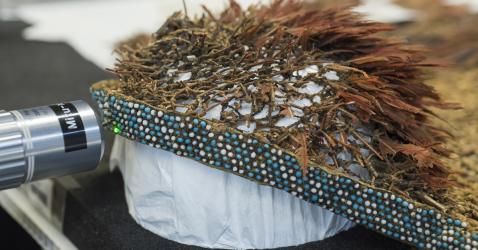 Perles d’une coiffe Tupinamba provenant du Brésil