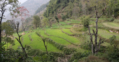 Cultures en terrasses à Aslewa, dans les basses montagnes de l'ouest du Népal