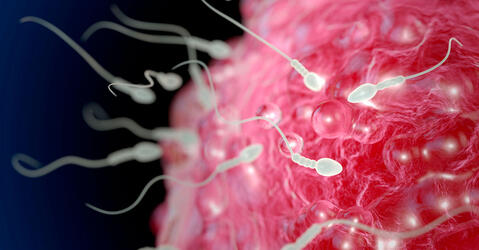 Illustration représentant des spermatozoïdes autour de l’ovule