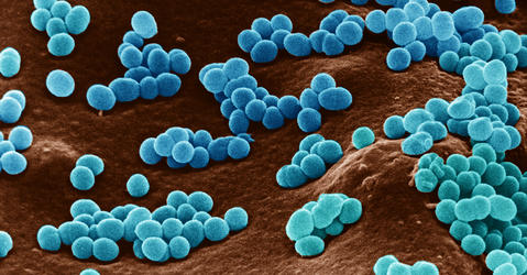 Bactéries 