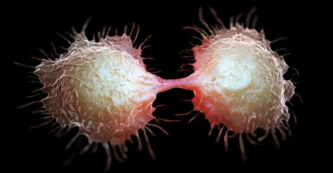 Cellule de cancer du côlon en train de se diviser en deux