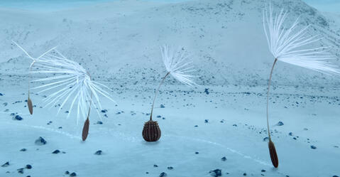 photogramme montrant les 4 graines de pissenlit en quête d’aventures