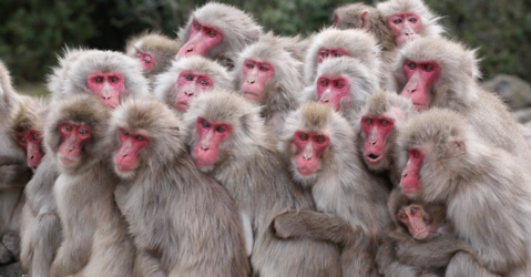 Groupe de macaques japonais