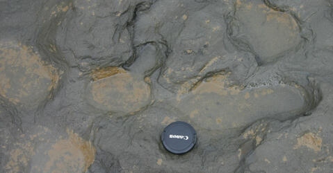 Empreintes de pas humaines datées d'environ 800 000 ans découvertes à Happisburg (Royaume-Uni). 