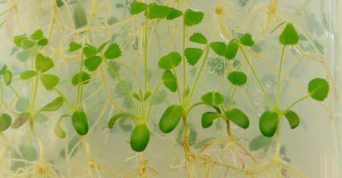pousses d'Arabidopsis thaliana